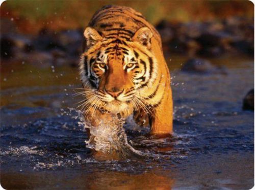 Siberian Tiger In River Mouse Pad
