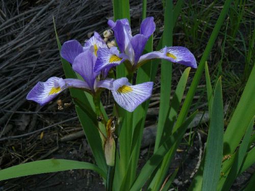 Iris virginica var. shrevei - Southern Blue Flag Iris - 25 Fresh Seeds