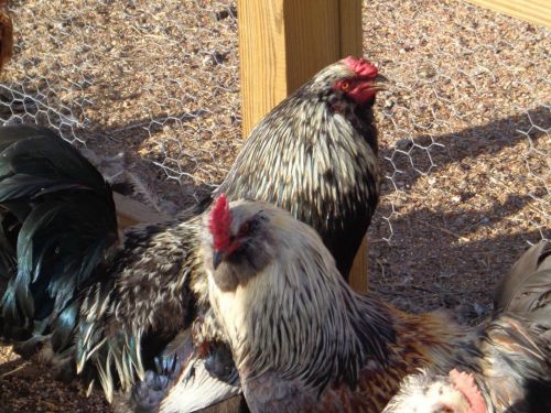 AMERAUCANA- [ EASTER EGGERS]  CHICKEN HATCHING EGGS 10 + NPIP CERTIFIED