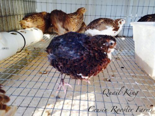 25+ Extras Red Coturnix Quail Hatching Eggs For Incubation(Rosetta,Scarlett,Tux)