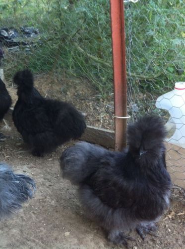 6 Silkie Hatching Eggs ( Free Shipping)