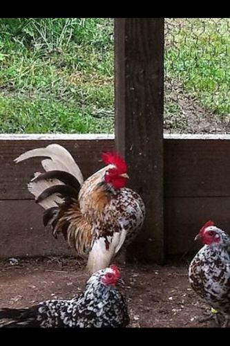 6+3 malaysian serama hatching eggs smallest chicken for sale