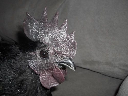 12 HATCHING EGGS: AYAM CEMANI HYBRID HATCHING EGGS: NPIP Certified 3 DAY AUCTION
