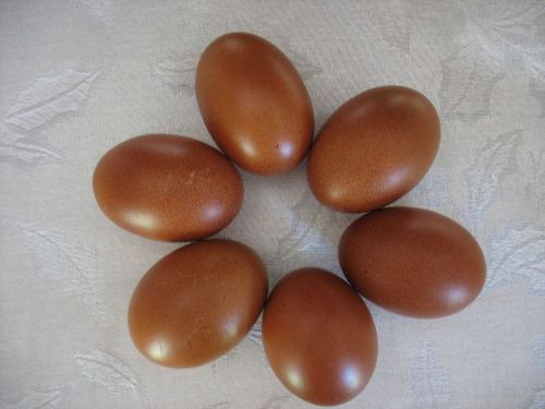 6 Rare pure French Black Copper Maran Hatching Eggs (do not ship to W.coast)