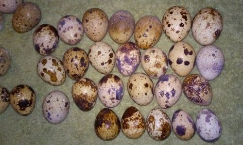25+ hatching quail eggs larger than typical.please read entire description for sale