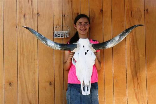 STEER SKULL LONG HORNS 3&#039; 11&#034; COW BULL SKULLS HORN H6257