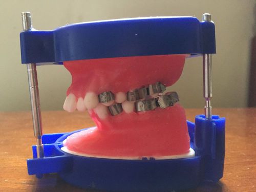 Orthodontic typodont wax tp practice model study