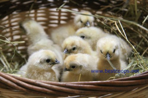 5+ White Silkie Chicken Hatching Eggs *Quail Duck Turkey Pheasant Chukar*