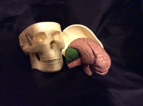 ViMini Human Skull With 8 Part Brain Anatomical Model