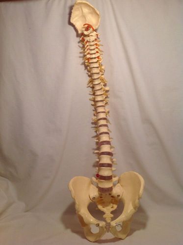 Life Size Chiropractic Human Spine Anatomical Correct Medical Model Spinal Back