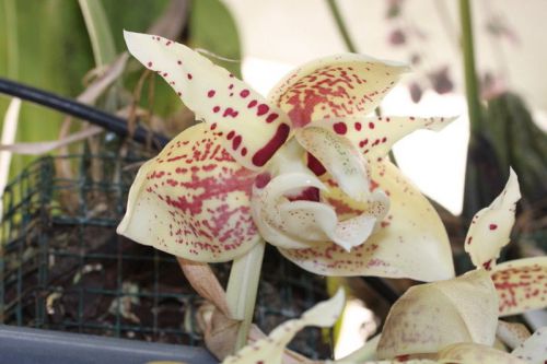 Fresh genuine stanhopea &#034;shuttleworthii&#034; orchid (20+ premium seeds)rare,wow,l@@k for sale
