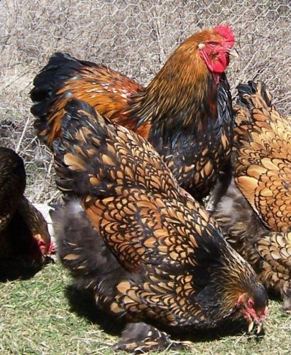 RARE BEAUTY~ Gold Laced Brahma hatching / hatchable eggs, NPIP and TX is AI free