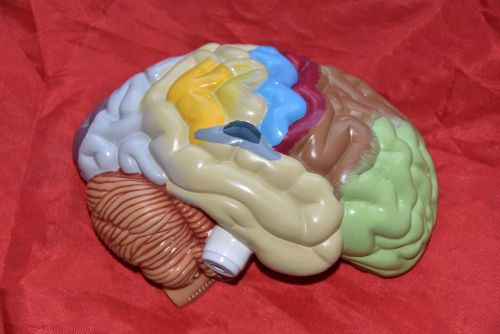 Gpi anatomicals 2950 half brain sensory/motor regions anatomical model *no stand for sale