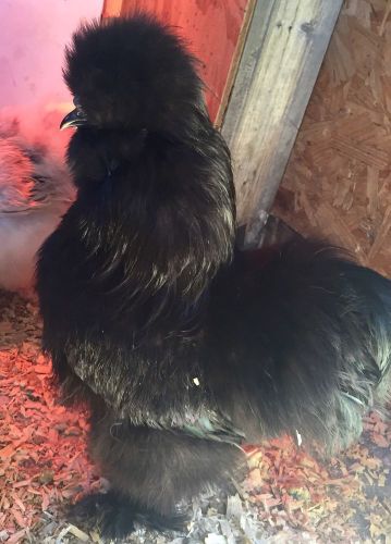 Silkie Hatching Eggs Including Porcelain, Buff, Paint, Splash And Partridge