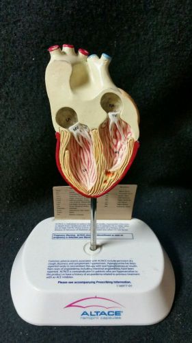 Vintage Altace Anatomical Model of the Human Heart