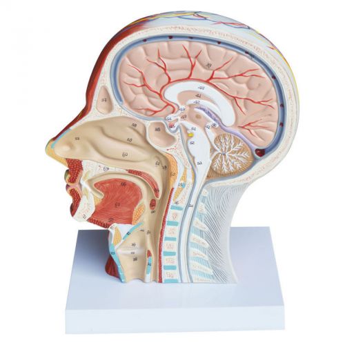 Nursing Training Medical Anatomical Model of Half Head And Neck with Vessels