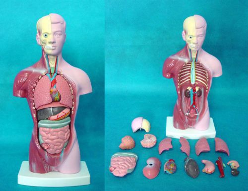 Rs human 28CM Anatomy Model transparent trunk Torso with visceral (15 pc) Teach