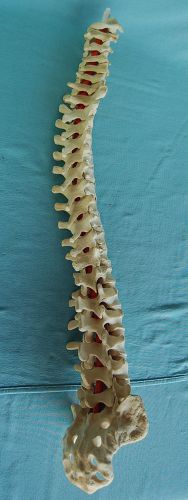 Full size flexible Spinal Column model