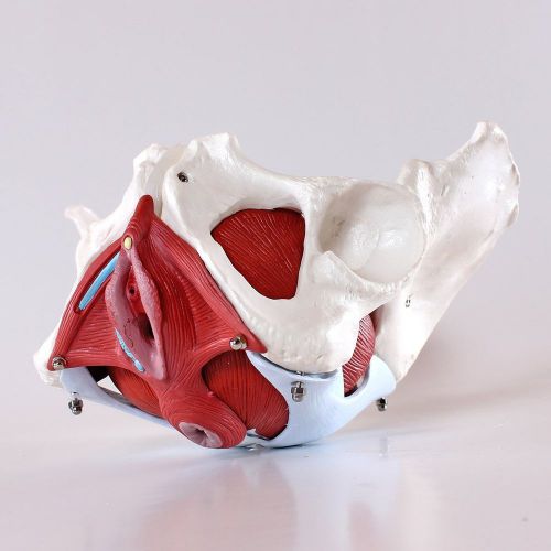 Medical Anatomical Female Pelvis Model with Removable Organs, 6-part, Life Size