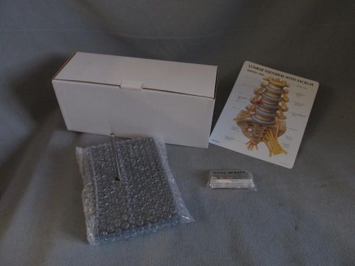 Lumbar Vertebrae with Sacrum anatomical model &amp; stand **BNIB**