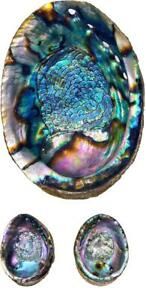 Large Paua Abalone Seashell Rainbow Green Sea Shell Smudging Beach House Decor