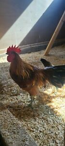 3 Ayam Ketawa Laughing Chicken Hatching Eggs