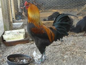6 Belgian Liege Game Fowl Hatching Eggs Rare Pure Stock Predator Defenders