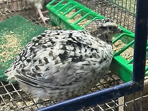 10 PURE PANSY FEE COTURNIX eggs SUPERB COLOR &amp; CAGE BRED for color quality