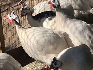 36 Guinea hatching eggs Coral Blue/lavender/buff/pied/,Will get a variety 