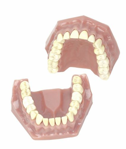 Best quality dental study model adult typodont jaw set with 32 teeth - F3 (A3)