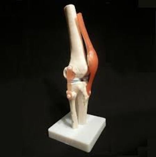Model Of Human knee joint fully functional for medical study made fibre glass