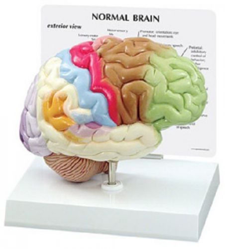 NEW Anatomical Sensory Motor Half Brain Model WOW!
