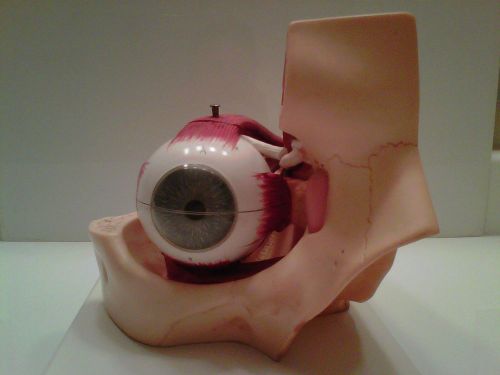 Eyeball With Part of Orbit Model