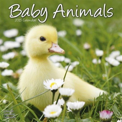 NEW 2015 Baby Animals Wall Calendar by Avonside- Free Priority Shipping!