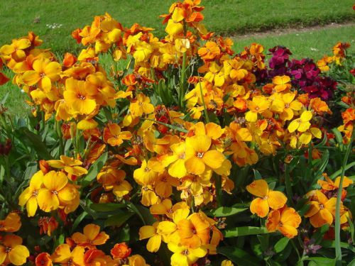 Cheiranthus cheiri - English Wallflower - Fresh Seeds