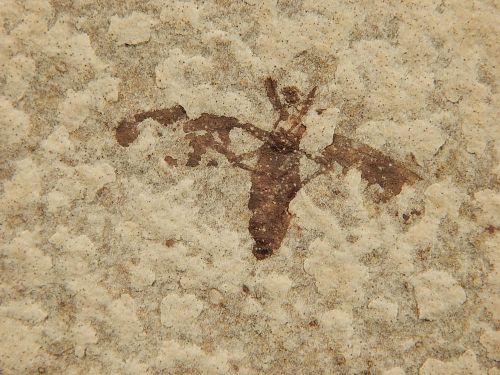 A Nice! 100% NATURAL 50 Million Year Old BEE Insect Fossil from Wyoming! 100.9