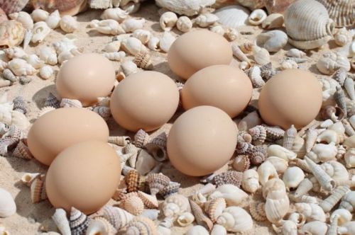 6+  Rhodebar Fertile Hatching Eggs ~Autosexing Breed~