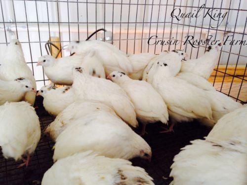 50+ James Marie BIG JUMBO Texas A&amp;M Coturnix Quail Hatching Eggs For Incubation