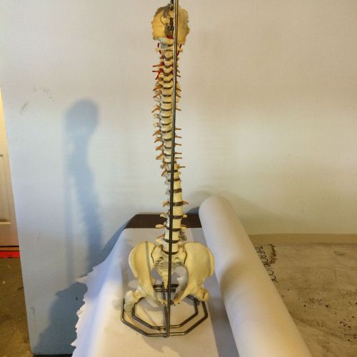 LIFE SIZE VERTEBRAL SPINAL COLUMN MODEL with STAND and Listings