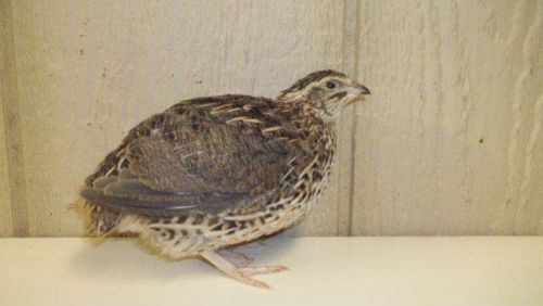Brown coturnix quail hatching eggs