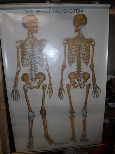 Vintage Pull Down Medical Chart &#034;Skeletal System&#034; w/ Blank Overlay Used