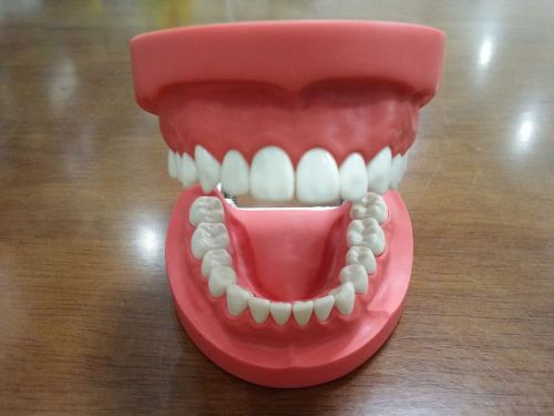 Dental Teaching Model 28 Teeth With Screw Hard Gum Dentsist Traning Model