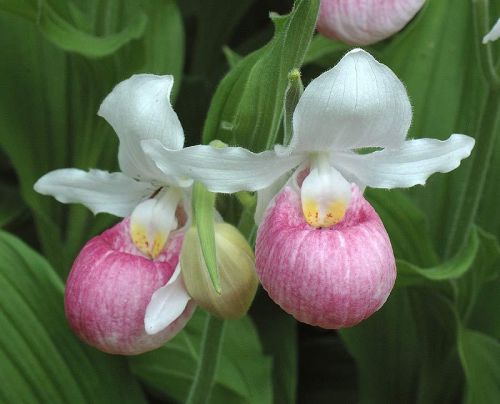 Fresh cypripedium &#034;reginae&#034; (showy lady&#039;s slipper orchid) (20+ seeds)wow, l@@k! for sale