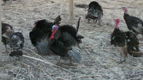 6 wishard turkey hatching eggs