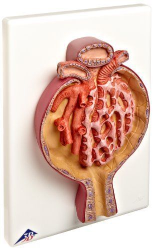 3B Scientific K10/2 Malpighian Corpuscle of Kidney Model  700 Times Full-Size  1