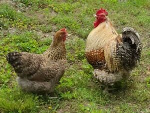 6+ Crele Orpington Hatching Eggs