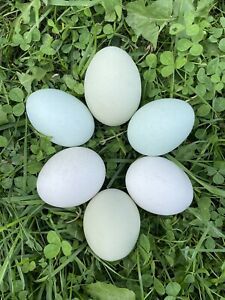 12 blue and green Easter Egger Hatching Eggs