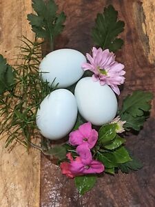 Ameraucana hatching eggs for sale, Self Blue, Lavender, 12 eggs. 