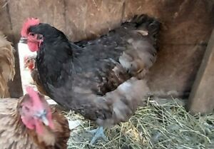 English Orpington hatching eggs