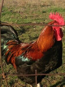 12 + Black Copper Maran Hatching Eggs French Standard